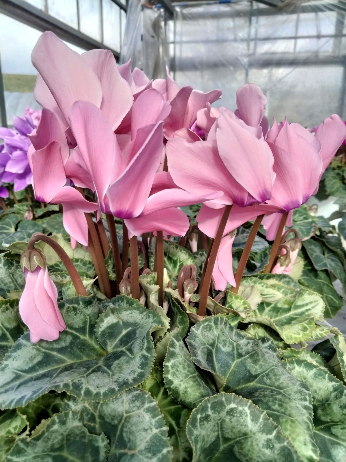 ���о���������ڲֹ�˼YASUDA�������˰�ġ���������(�֥롼�ϡ��֥饦���)���ֹ�˼Yasuda����ȭ���梨11/20����12/15���ޤǤ�ȯ���Ǥ���[�ﲹ]