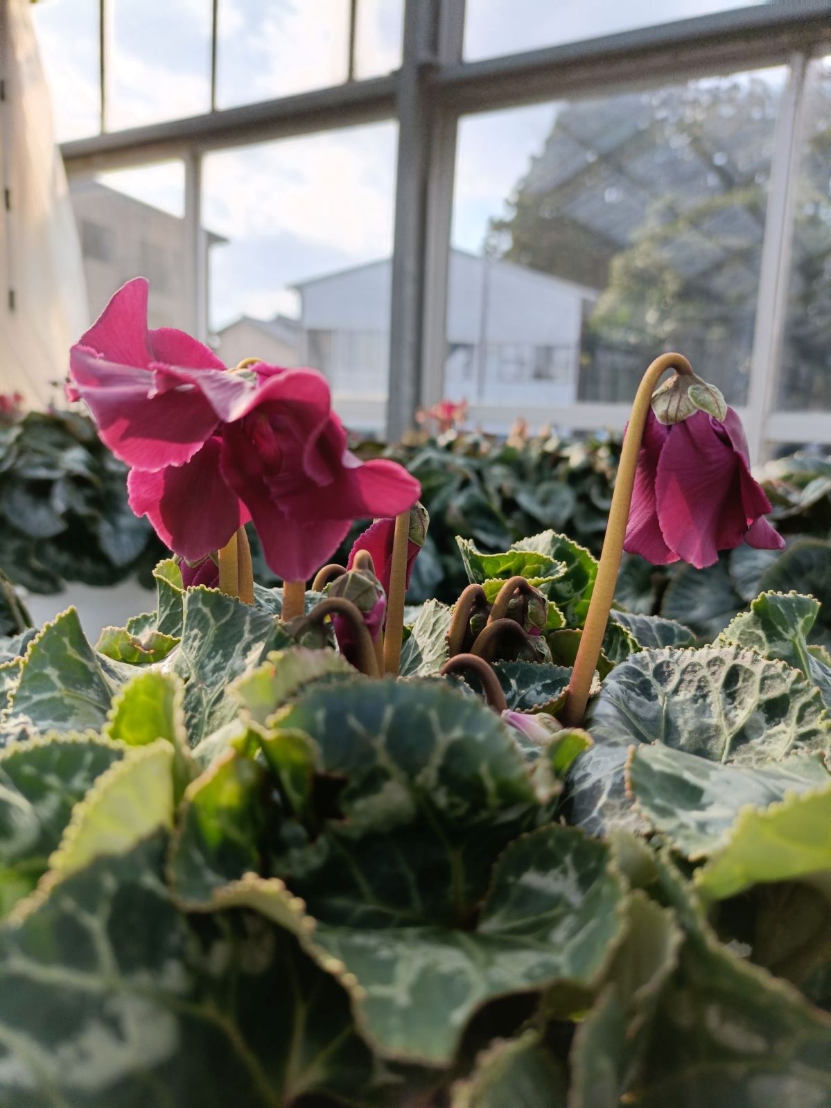 ���о���������ڲֹ�˼YASUDA�������˰�ġ���������(�֥롼�ϡ��֥饦���)���ֹ�˼Yasuda����ȭ���梨11/20����12/15���ޤǤ�ȯ���Ǥ���[�ﲹ]