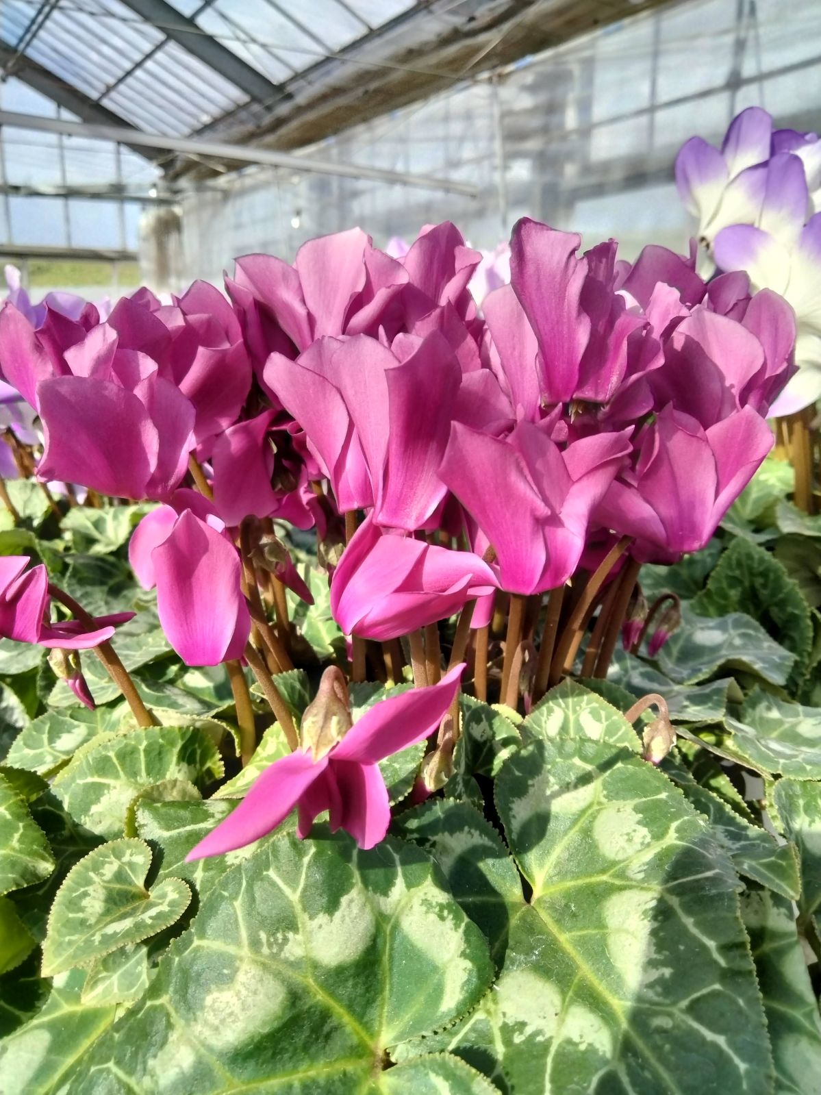 ���о���������ڲֹ�˼YASUDA�������˰�ġ���������(�֥롼�ϡ��֥饦���)���ֹ�˼Yasuda����ȭ���梨11/20����12/15���ޤǤ�ȯ���Ǥ���[�ﲹ]