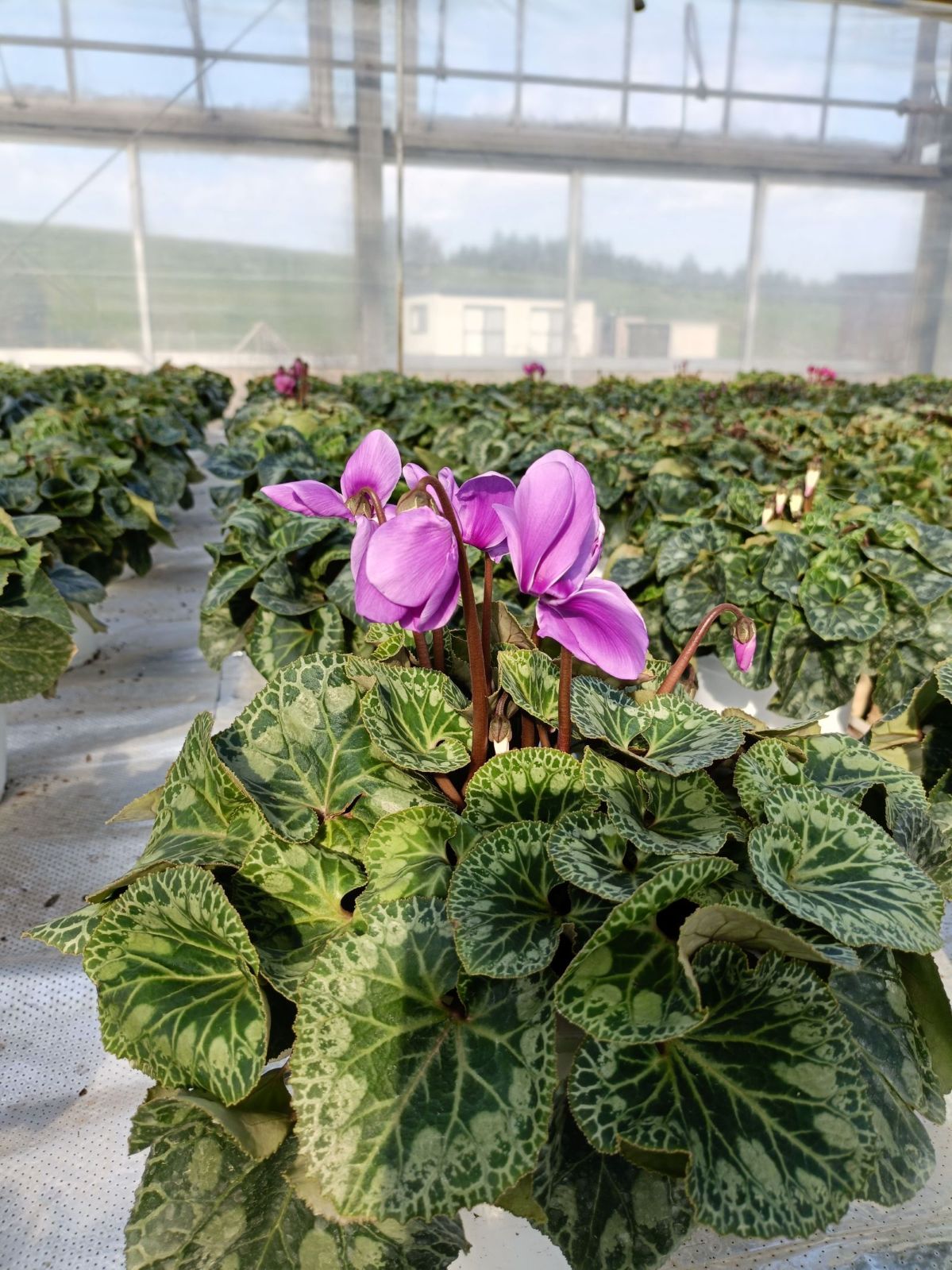 ���о���������ڲֹ�˼YASUDA�������˰�ġ���������(�֥롼�ϡ��֥饦���)���ֹ�˼Yasuda����ȭ���梨11/20����12/15���ޤǤ�ȯ���Ǥ���[�ﲹ]