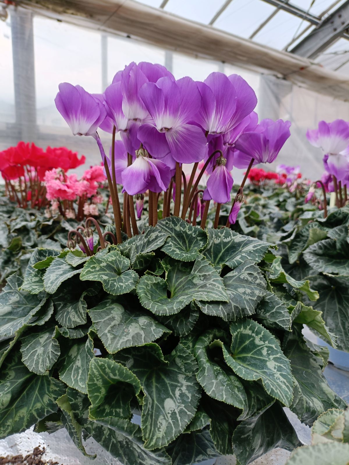 �ڤ�����ϣ��極�������۽��о���ڲֹ�˼YASUDA�۰��Ĥ���Υ��ꥸ�ʥ륷������(�֥롼�ϡ��֥饦��ϡ��֤ޤ��ϥԥ󥯷ϥե��)���ֹ�˼Yasuda������ȭ��11/20����12/15���ޤǤ�ȯ���Ǥ���[�ﲹ]