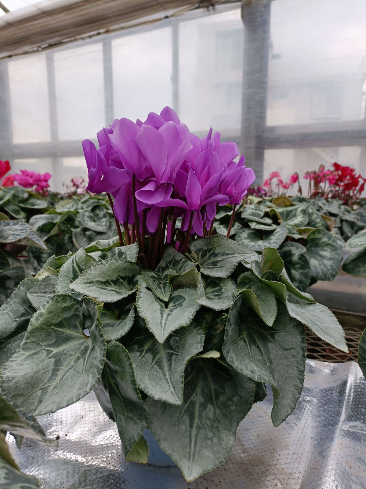 �ڤ�����ϣ��極�������۽��о���ڲֹ�˼YASUDA�۰��Ĥ���Υ��ꥸ�ʥ륷������(�֥롼�ϡ��֥饦��ϡ��֤ޤ��ϥԥ󥯷ϥե��)���ֹ�˼Yasuda������ȭ��11/20����12/15���ޤǤ�ȯ���Ǥ���[�ﲹ]