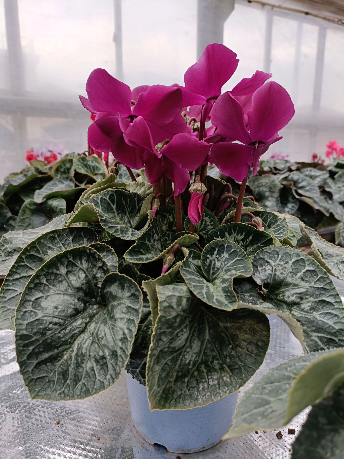 �ڤ�����ϣ��極�������۽��о���ڲֹ�˼YASUDA�۰��Ĥ���Υ��ꥸ�ʥ륷������(�֥롼�ϡ��֥饦��ϡ��֤ޤ��ϥԥ󥯷ϥե��)���ֹ�˼Yasuda������ȭ��11/20����12/15���ޤǤ�ȯ���Ǥ���[�ﲹ]