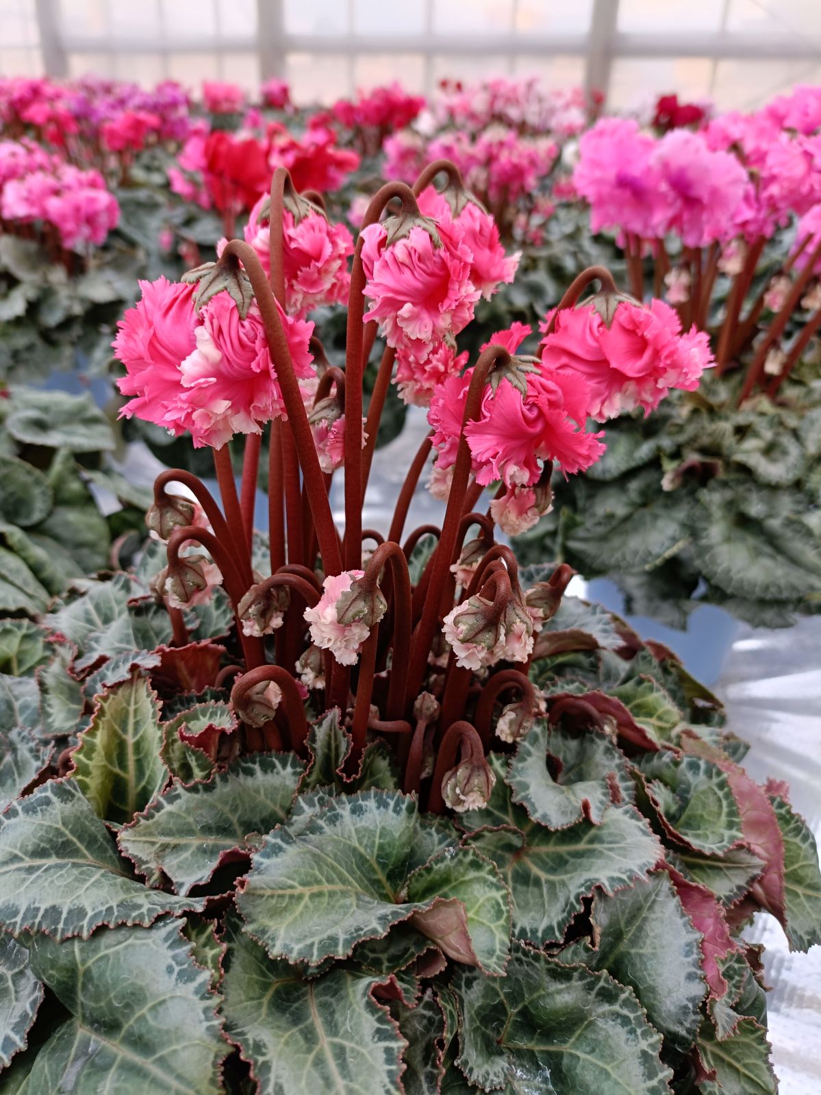 �ڤ�����ϣ��極�������۽��о���ڲֹ�˼YASUDA�۰��Ĥ���Υ��ꥸ�ʥ륷������(�֥롼�ϡ��֥饦��ϡ��֤ޤ��ϥԥ󥯷ϥե��)���ֹ�˼Yasuda������ȭ��11/20����12/15���ޤǤ�ȯ���Ǥ���[�ﲹ]