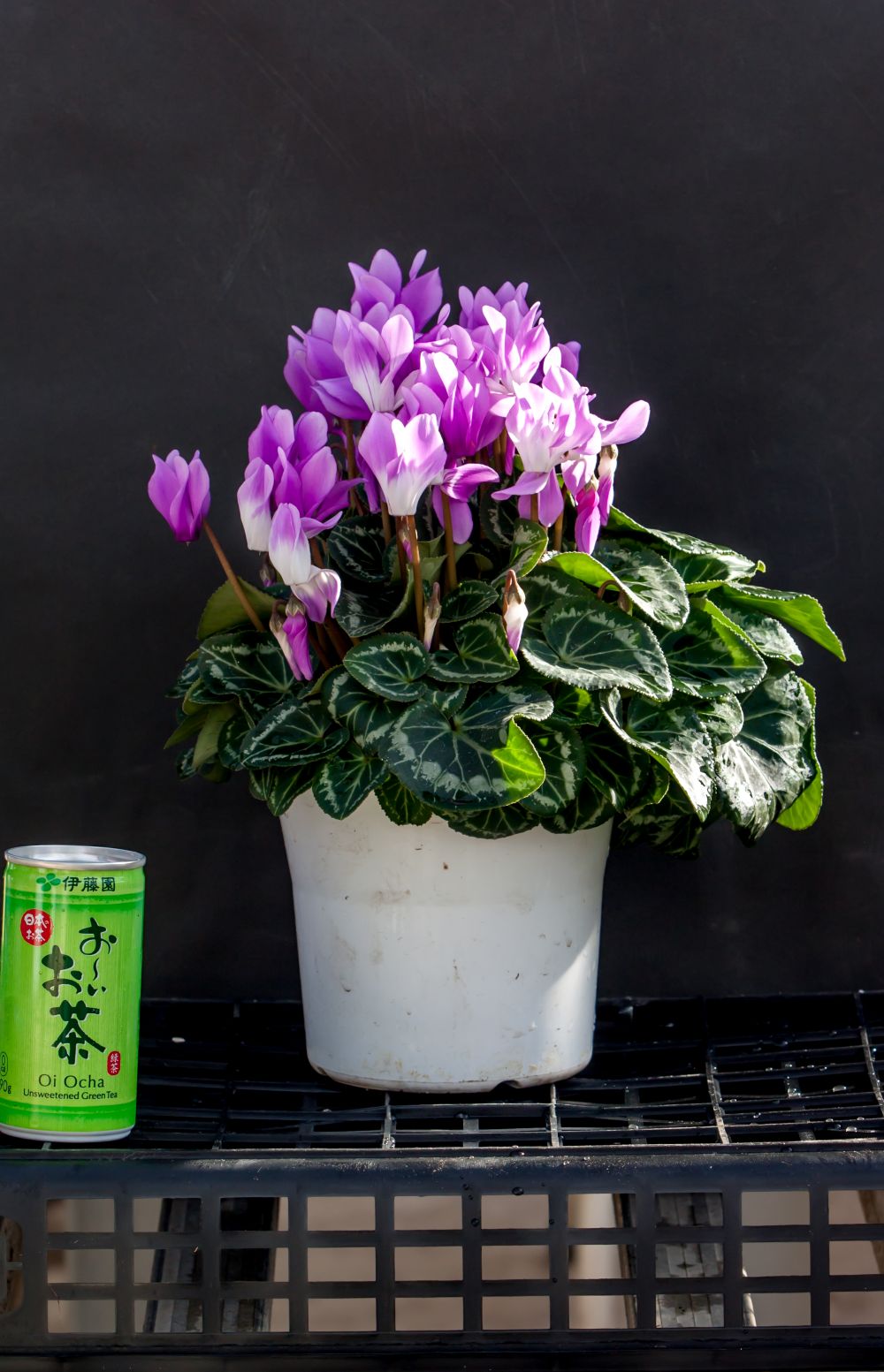 �ڤ�����ϣ��極�������۽��о���ڲֹ�˼YASUDA�۰��Ĥ���Υ��ꥸ�ʥ륷������(�֥롼�ϡ��֥饦��ϡ��֤ޤ��ϥԥ󥯷ϥե��)���ֹ�˼Yasuda������ȭ��11/20����12/15���ޤǤ�ȯ���Ǥ���[�ﲹ]