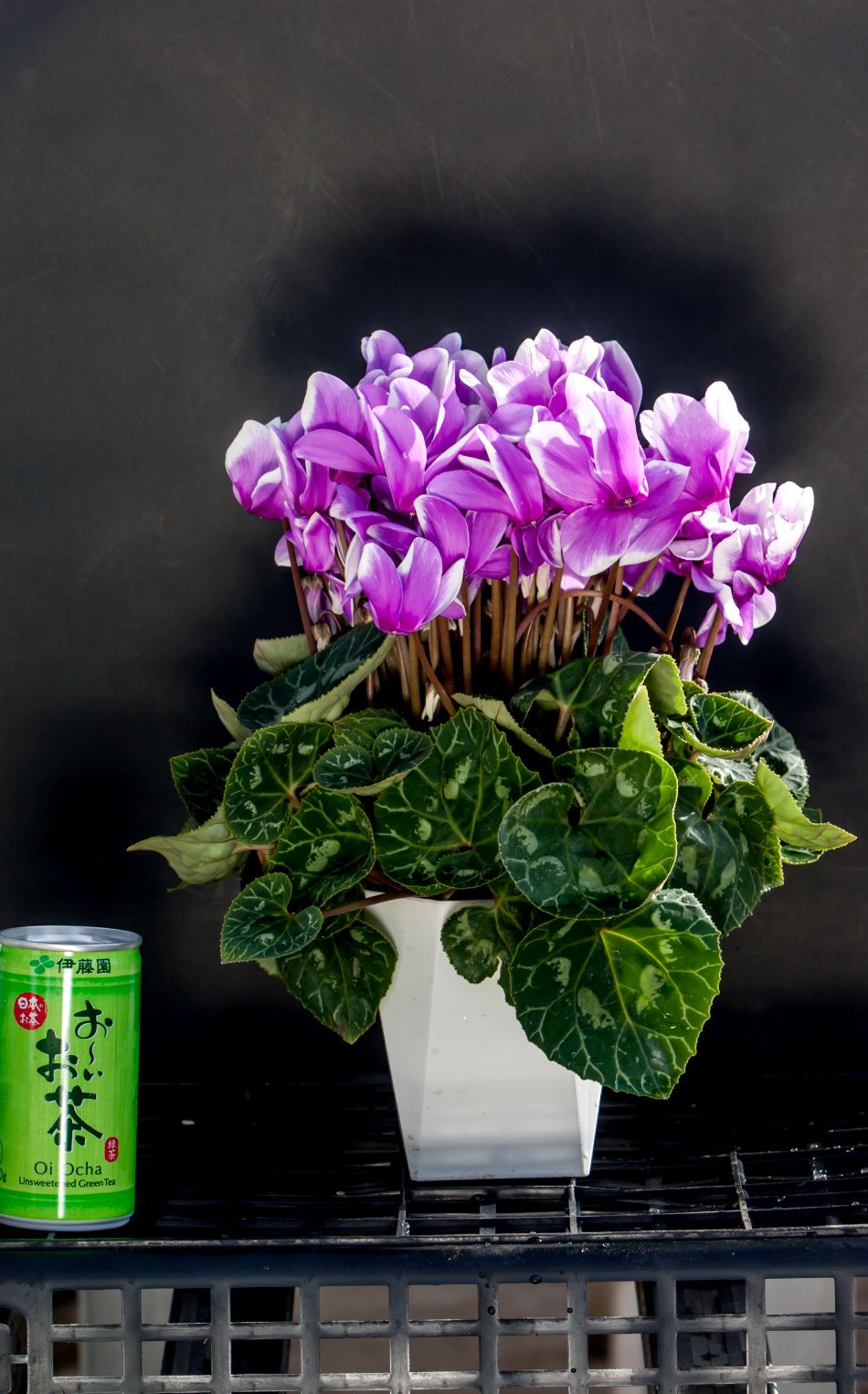 �ڤ�����ϣ��極�������۽��о���ڲֹ�˼YASUDA�۰��Ĥ���Υ��ꥸ�ʥ륷������(�֥롼�ϡ��֥饦��ϡ��֤ޤ��ϥԥ󥯷ϥե��)���ֹ�˼Yasuda������ȭ��11/20����12/15���ޤǤ�ȯ���Ǥ���[�ﲹ]