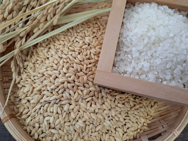 �ڣ����ޤξ����������о���ϰ�����������ߡ����ƻ�Į�����кڱ���������ܾ��ơ�3�￩����٥��åȡסʣ��ԡ�3��ˡ��ϰ��������̵����[�ﲹȯ��]