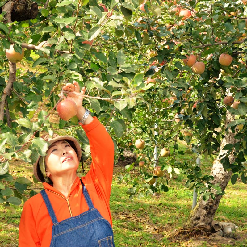 ���ڤߤ��ھﲹȯ��]