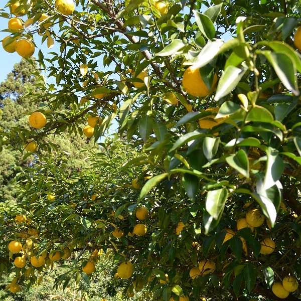 ���Ȥ� ������潡��椺ή�� [��¢ȯ��]