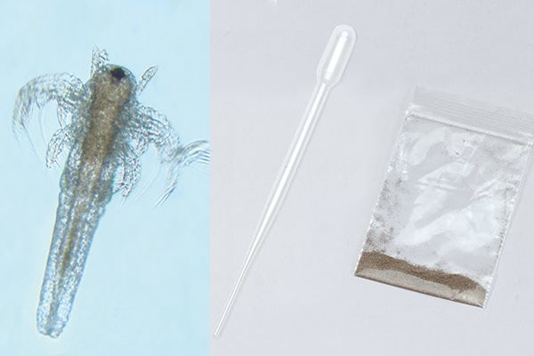 不思議なエビもどき飼育キット