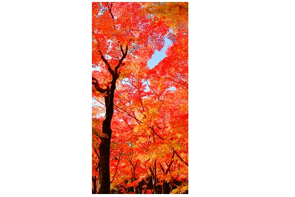 もみじタペストリー（防炎加工）