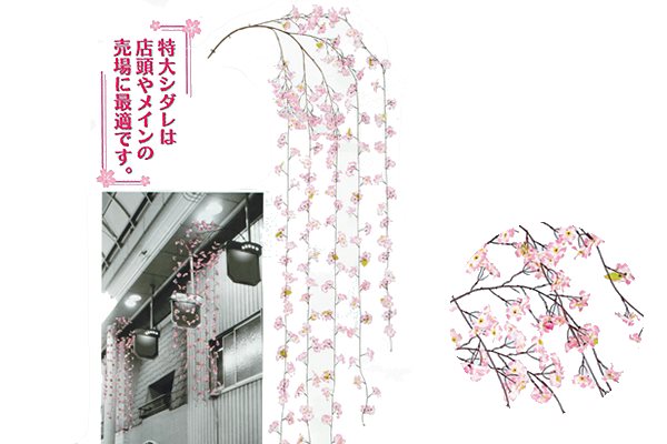 特大枝垂れ桜