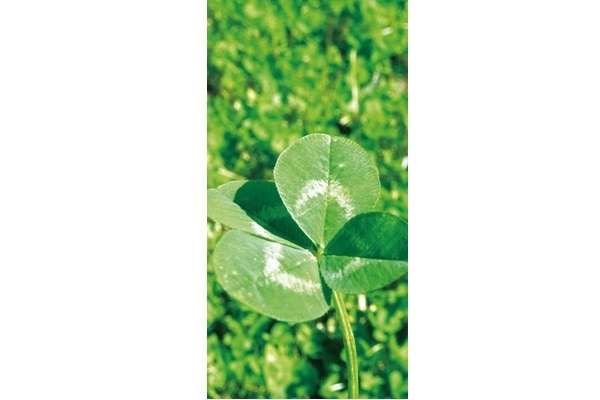 クローバータペストリ