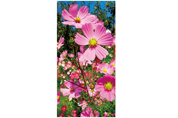 コスモスタペストリー