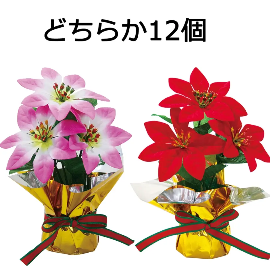 ポインセチア12個セット