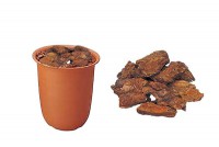 ストロベリーブッシュ