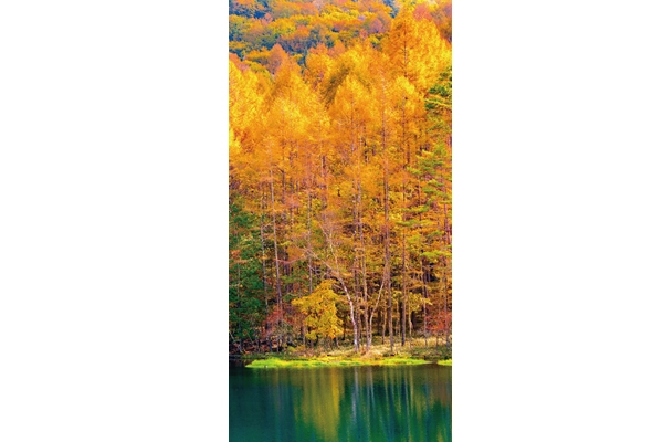 秋の黄葉タペストリー（防炎仕様）