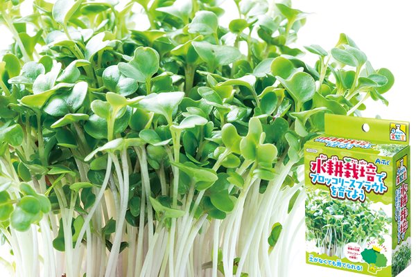 水耕栽培ブロッコリースプラウト