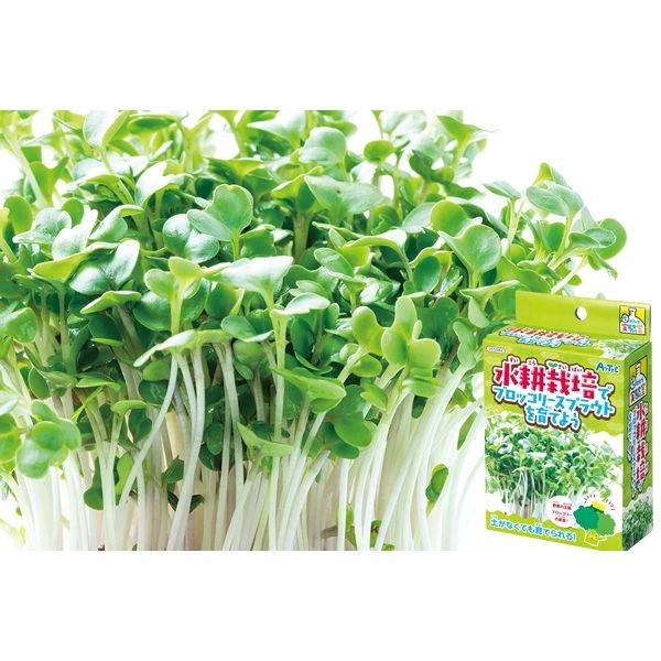 水耕栽培ブロッコリースプラウト