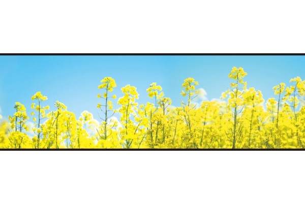 菜の花ディスプレイシート