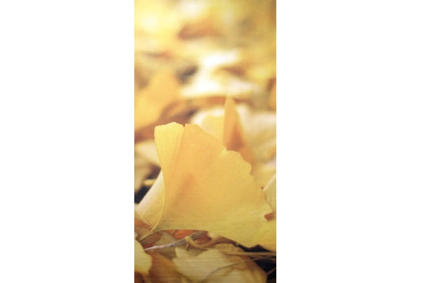 秋を感じる いちょうタペストリー（銀杏アップデザイン）