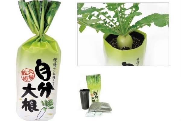 ポットでつくる大根