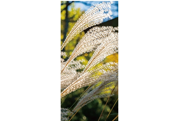 秋の風情を感じるススキ柄タペストリー（防炎仕様）