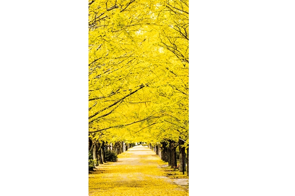 秋の彩りタペストリー いちょう並木（防炎加工）