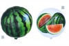 すいか風船 UFO型｜長期浮遊・実写フルーツバルーン【果物販促・装飾に最適・5枚セット】