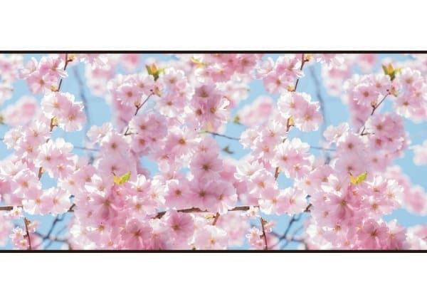 桜ディスプレイシート（写真）