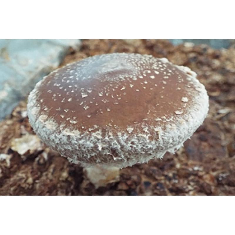 【500個入】種駒しいたけKM-8号丸棒型食用きのこ菌キノコ椎茸シイタケ加川椎茸米S【代引不可】