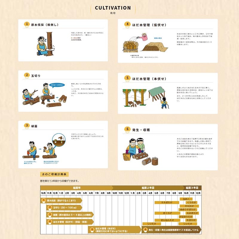 【500個入】種駒しいたけKM-8号丸棒型食用きのこ菌キノコ椎茸シイタケ加川椎茸米S【代引不可】