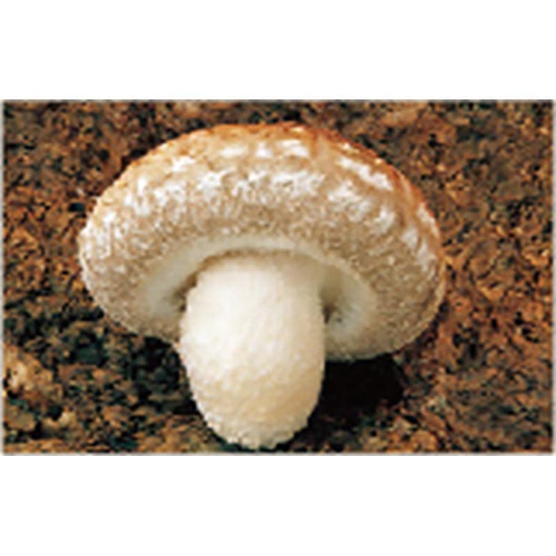 【500個入】種駒しいたけKM-16号丸棒型食用きのこ菌キノコ椎茸シイタケ加川椎茸米S【代引不可】