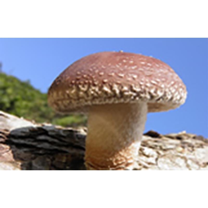 【500個入】種駒しいたけKM-18号丸棒型食用きのこ菌キノコ椎茸シイタケ加川椎茸米S【代引不可】