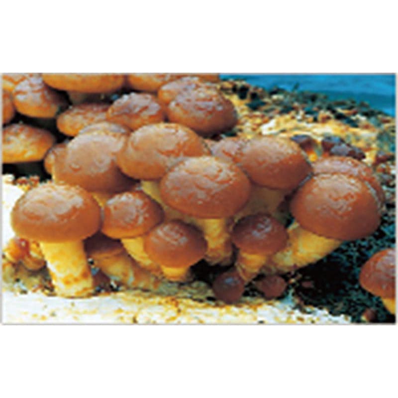【500個入】種駒なめこ極早生1号丸棒型食用きのこ菌キノコなめこ菌ナメコ加川椎茸米S【代引不可】