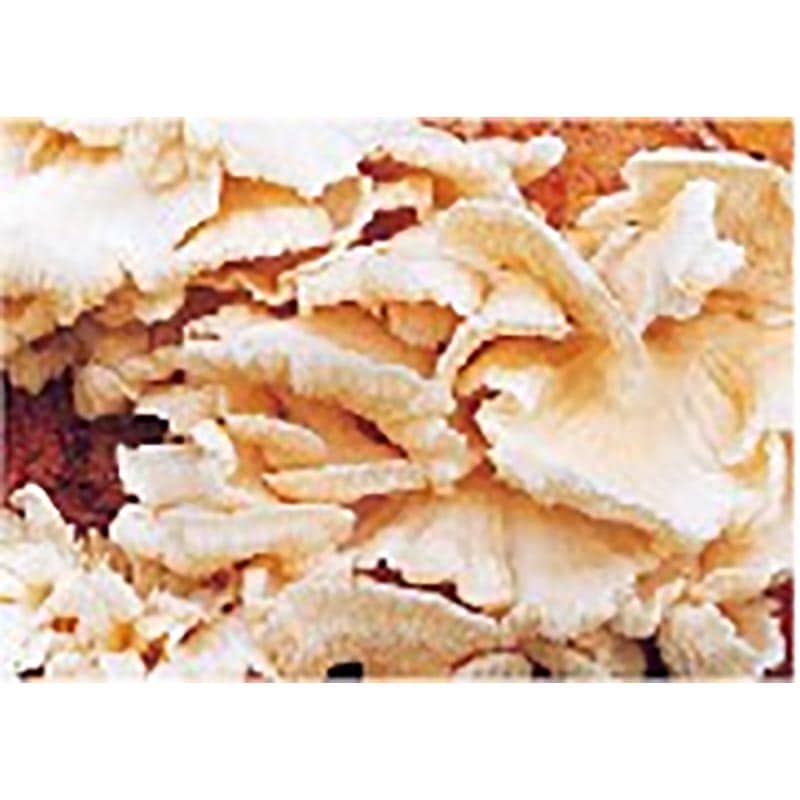 【250個入】種駒ぶなはりたけ丸棒型食用きのこ菌キノコブナハリタケ加川椎茸米S【代引不可】