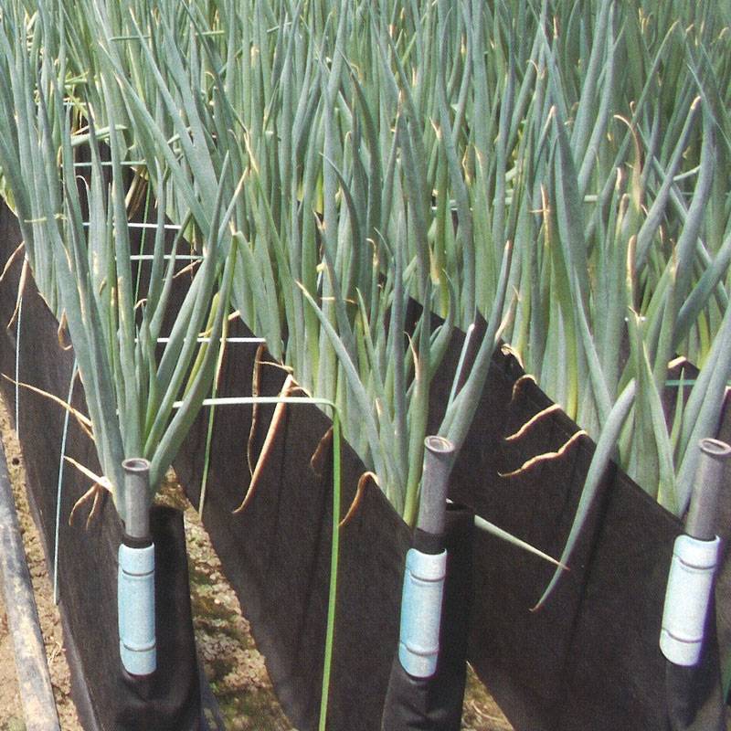 軟白 ネギ 栽培用遮光シート ネギパンツ 100cm×100m 黒 長ネギ 長葱 東京インキ タS D