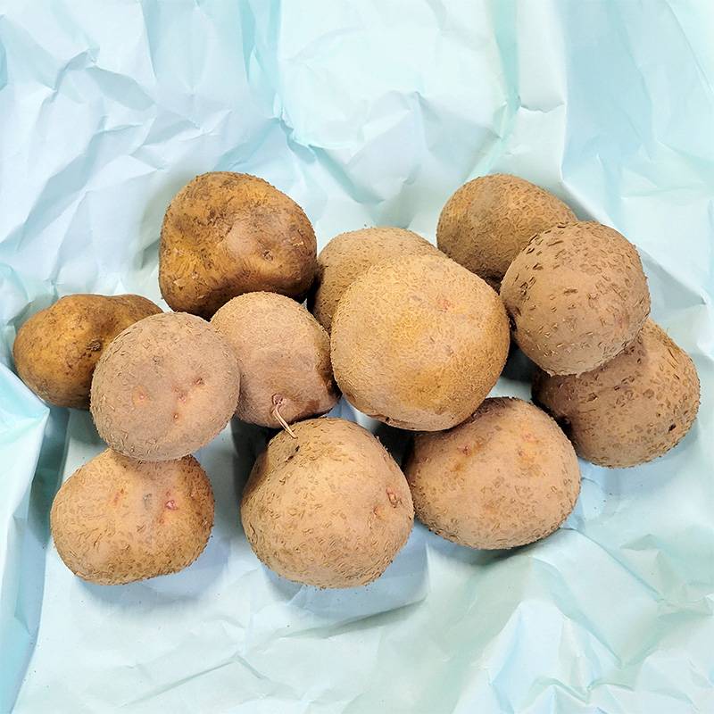 10kg 種芋 キタアカリ M玉 ジャガイモ じゃがいも栽培用 吉S DZ (登録品種名:キタアカリ)