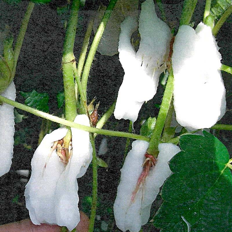 つるーと NWF300 2cm×8cm 10000個入 いちご 高設 栽培用 高 保水性 マット 苺 イチゴ 栽培 農業 農業資材 農業用品 ベル開発 カ施 北海道不可 代引不可