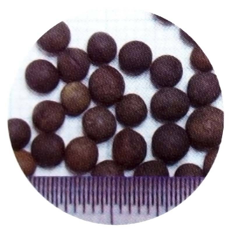 種 10kg 藤えもん マッサ ヘアリーベッチ 早生 緑肥 ミツバチの蜜源に 雪印種苗 植物 米S 代引不可 (登録品種名:マッサ)