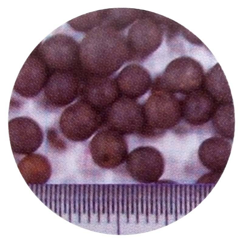 種 10kg 寒太郎 サバン ヘアリーベッチ 晩生 緑肥 ミツバチの蜜源に 雪印種苗 植物 米S 代引不可 (登録品種名:サバン)