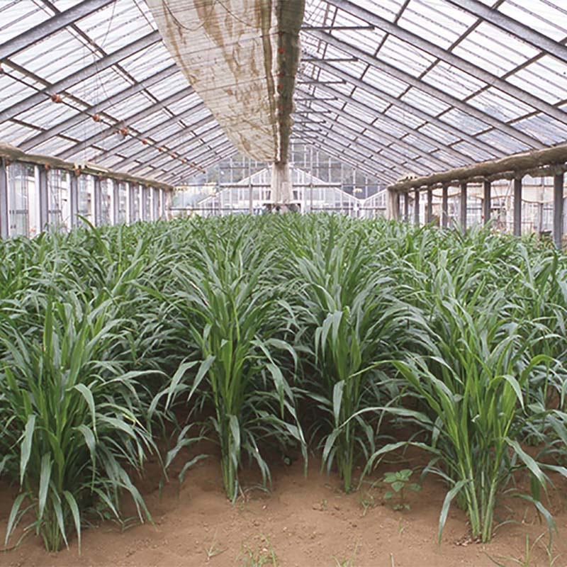 【種10kg】緑肥つちたろう線虫抑制ソルゴーソルダムスーダングラス植物雪印種苗米3【代引不可】