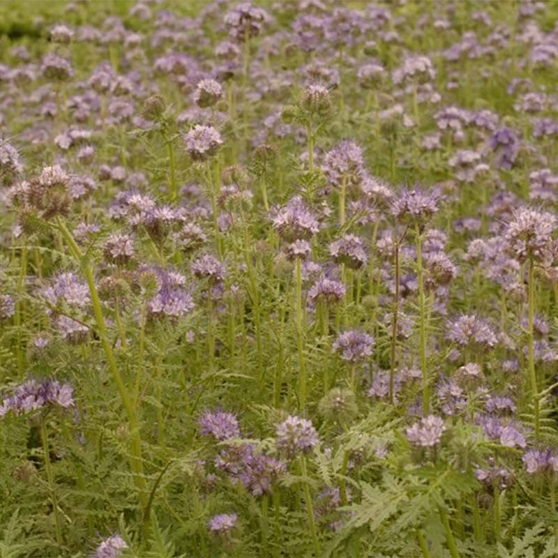 【種10kg】緑肥ハゼリソウアンジェリア植物景観緑肥雪印種苗米3【代引不可】