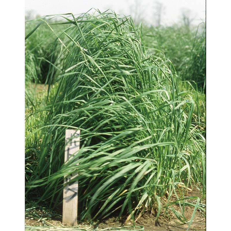 種 4kg オーチャードグラス ポトマック 早生 牧草 緑肥 雪印種苗 米S 代引不可 (登録品種名:ポトマック)