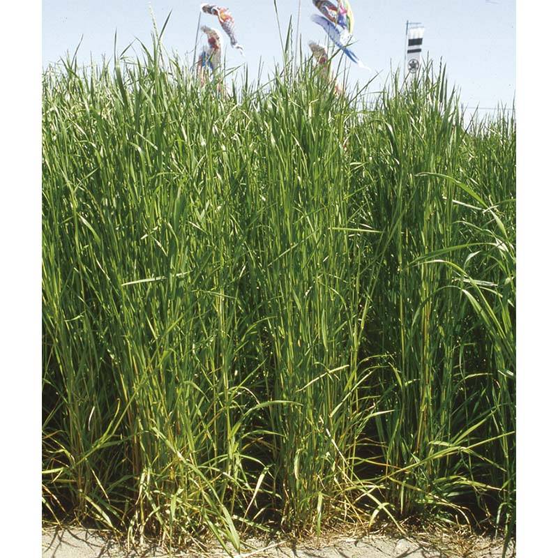 種 10kg イタリアンライグラス タチムシャ 中生 酪農 畜産 播種期：春・秋 雪印種苗 米S 代引不可 (登録品種名:タチムシャ)