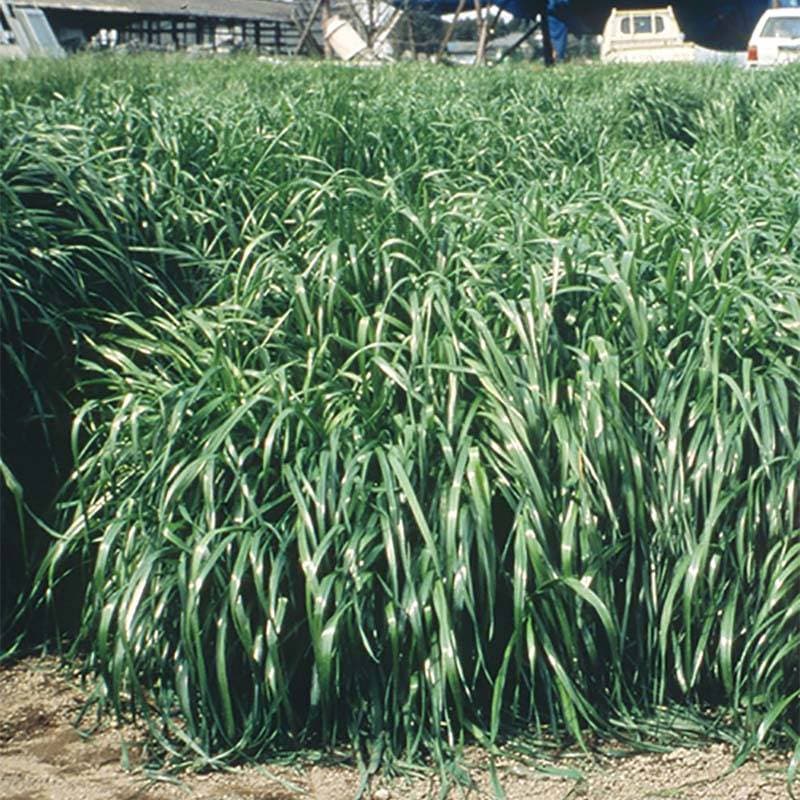 種 10kg イタリアンライグラス エース 晩生 酪農 畜産 播種期：春・秋 雪印種苗 米S 代引不可 (登録品種名:エース)