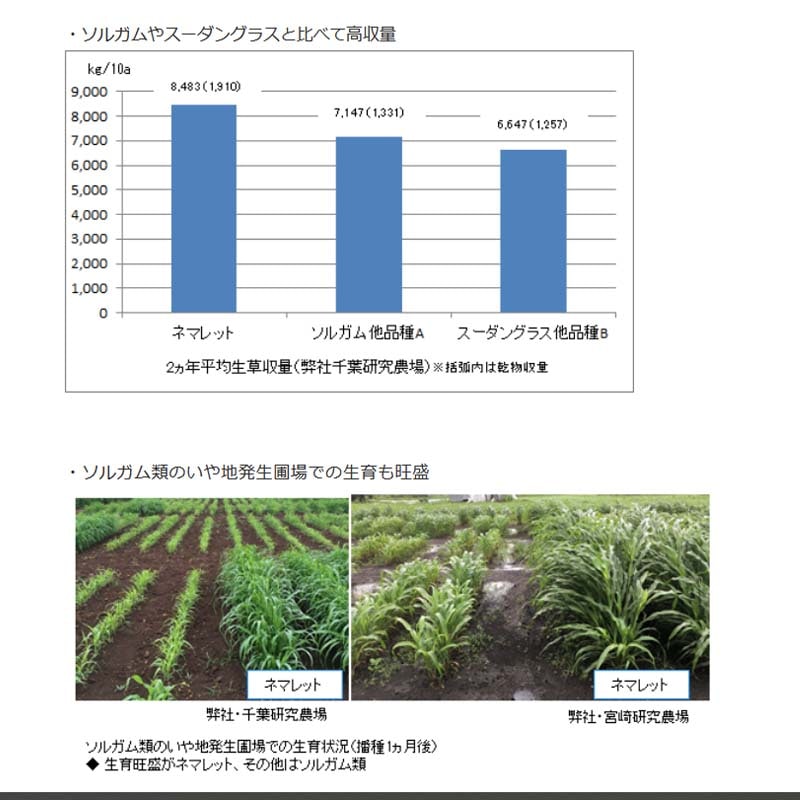 種2kgリードカナリーグラスパラトン酪農畜産緑肥[播種期：4～10月]雪印種苗米S代引不可