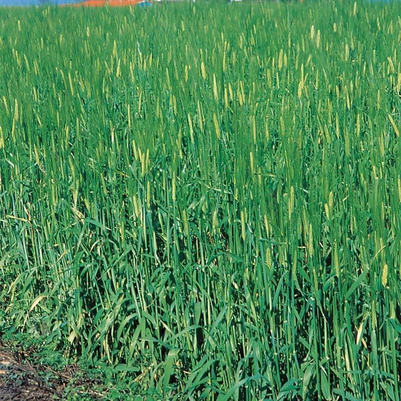 種 10kg オオムギ ワセドリ2条 極早生 酪農 畜産 緑肥 大麦 雪印種苗 米S 代引不可 (登録品種名:ワセドリ2条)