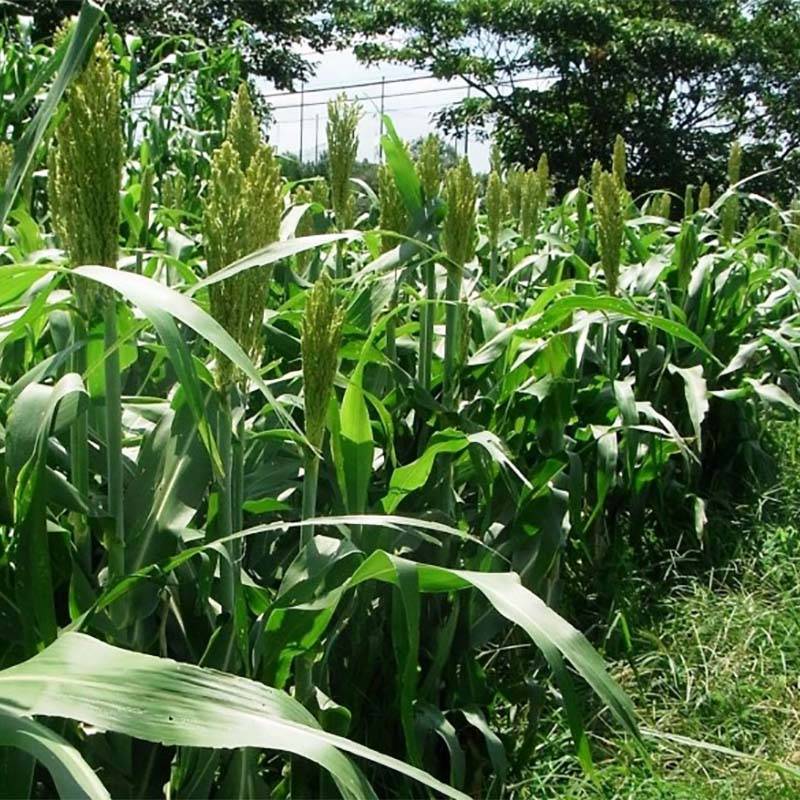 種 7kg ソルガム 短尺ソルゴー 早中生 酪農 畜産 緑肥 雪印種苗 米S 代引不可 (登録品種名:短尺ソルゴー)