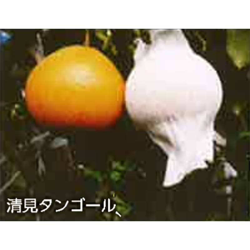 農業資材,被覆資材,果実袋,みかんの通販｜プラスワイズの農業資材